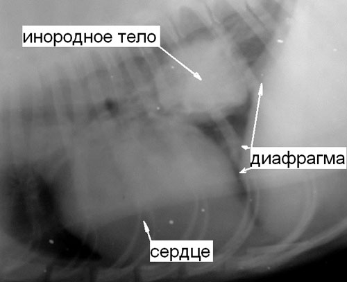 Боковая рентгенография грудной стенки у собаки в стоячем положении