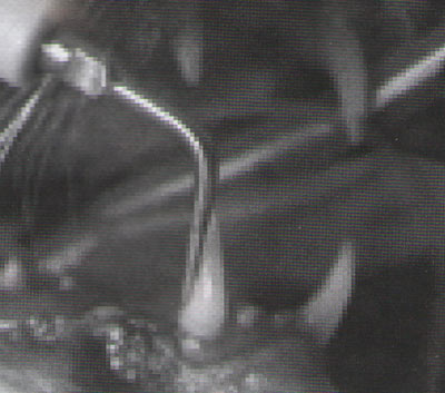 Рис. 2. Правильное положение пьезоэлектрического ультразвукового скалера на клыке кота