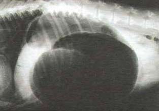 Рисунок 4. Рентгенограмма в правой латеральной проекции брюшной полости собаки с синдромом вздутия и заворота желудка. Обратите внимание на заполненный газом пилорический отдел желудка, расположенный у дорсальной стенки брюшной полости